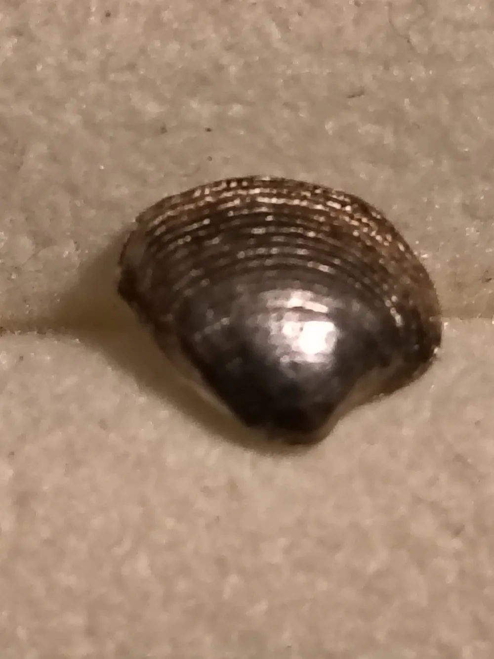 Sterling Silver Handmade Clam Shell Stud Earrings* Very Detailed Unsigned